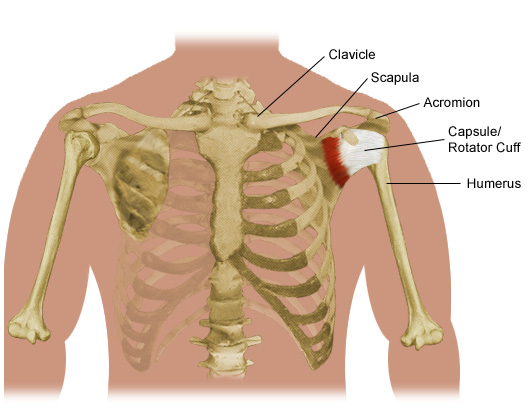 clavicles-and-scapula.jpg