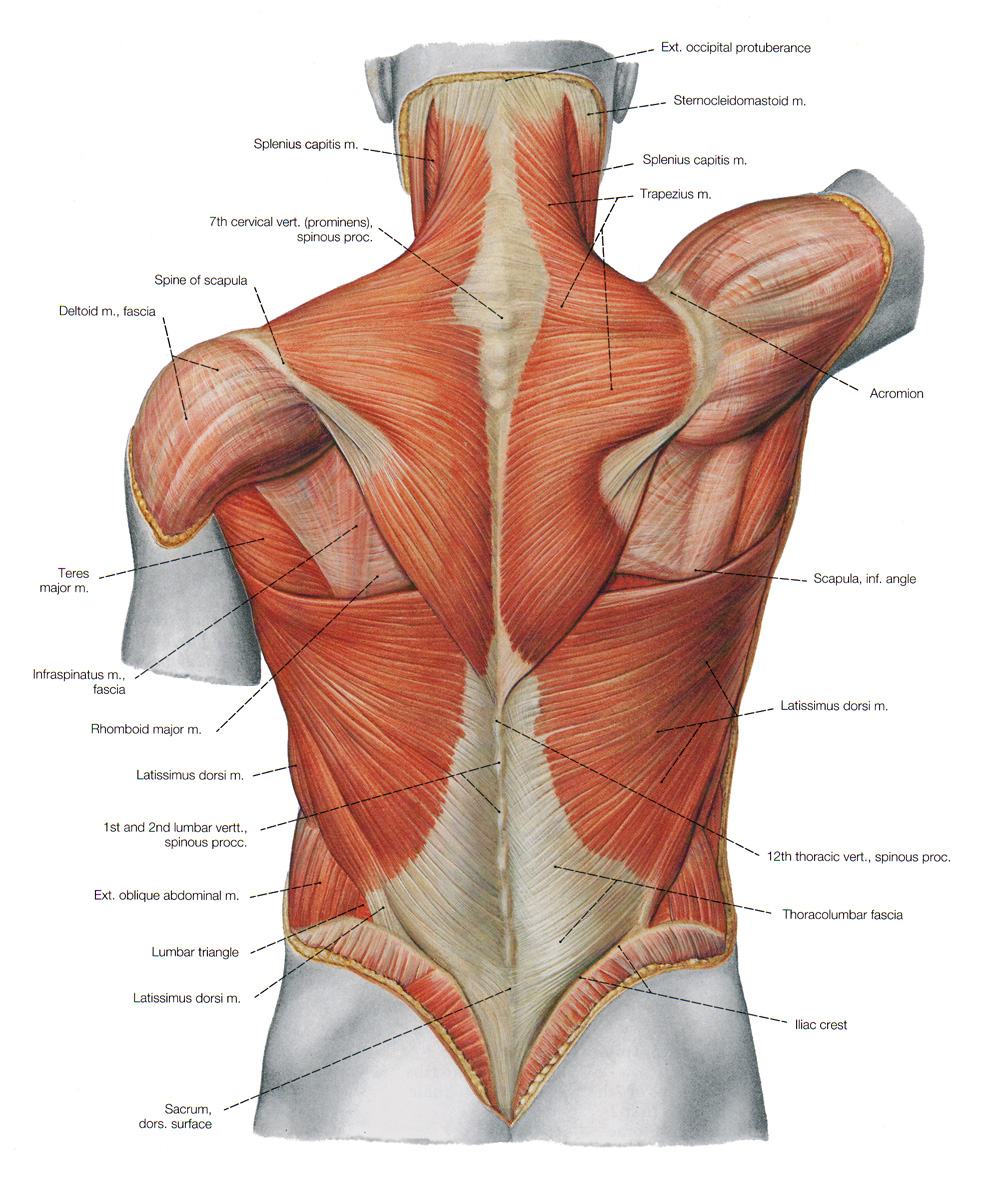 Simple routines for a wider and thicker back. - Body Building and